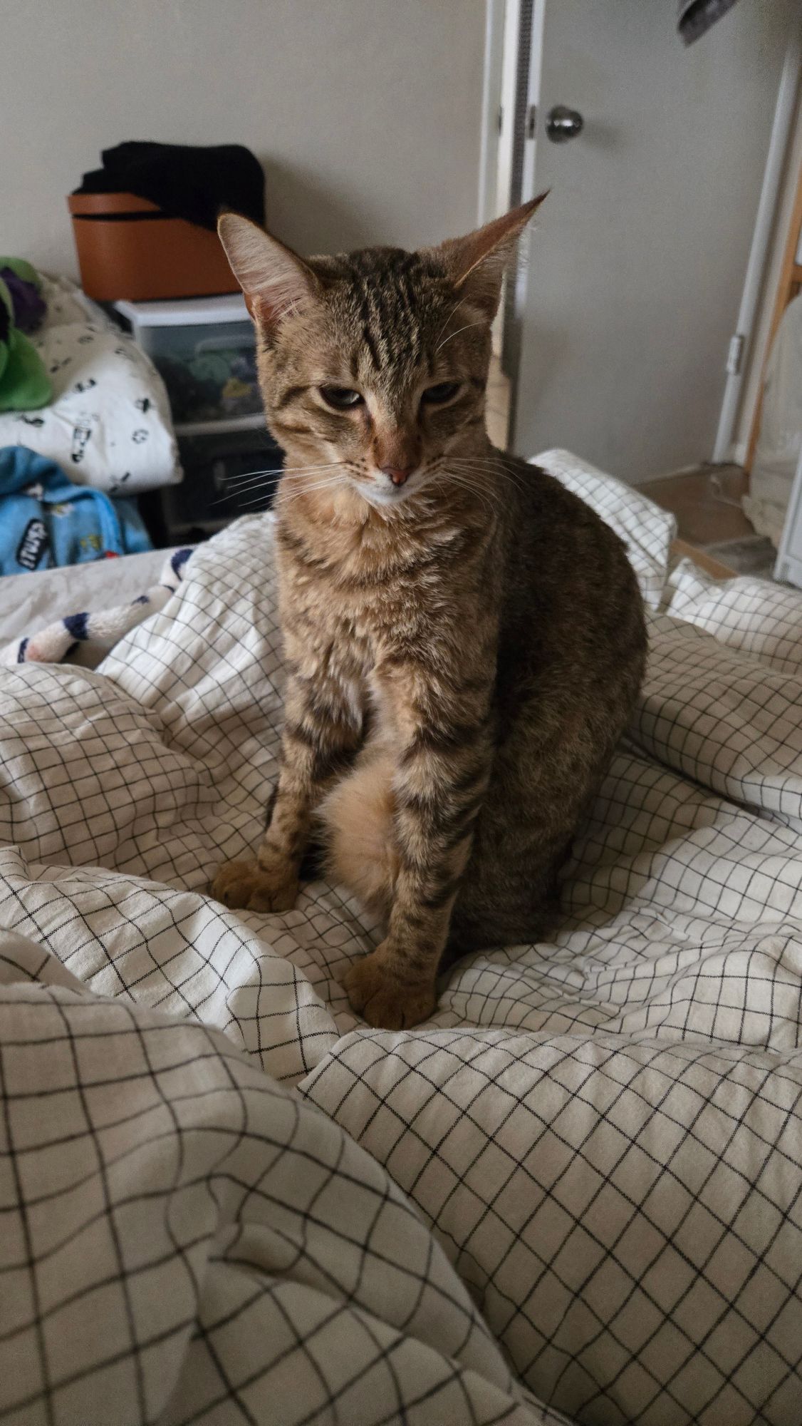 Chilaquil, a brown tabby cat, sitting on a white checkered blanket and giving the camera a sleepy look